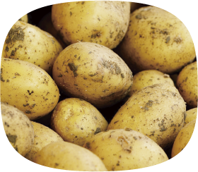 じゃがいも詰め放題