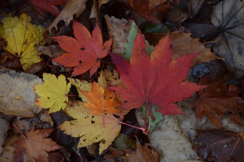 %e3%83%8f%e3%82%a6%e3%83%81%e3%83%af%e3%82%ab%e3%82%a8%e3%83%87%e7%b4%85%e8%91%89r