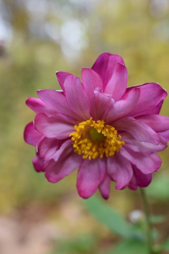 %e3%82%b7%e3%83%a5%e3%82%a6%e3%83%a1%e3%82%a4%e3%82%ae%e3%82%af%e8%b5%a4%e5%85%ab%e9%87%8d%ef%bc%89r