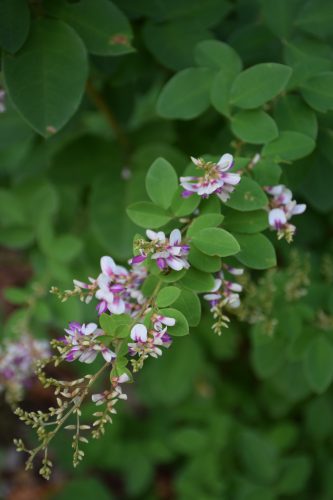 %e3%83%a4%e3%83%9e%e3%83%8f%e3%82%ae%e6%b1%9f%e6%88%b8%e7%b5%9e%e3%82%8ar