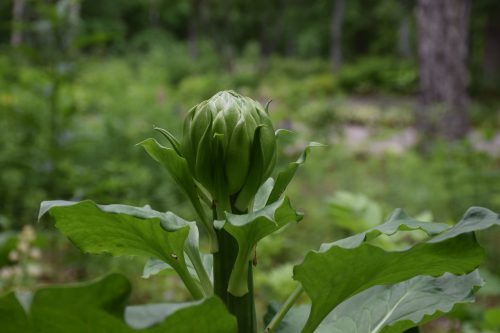 オオウバユリ　蕾r