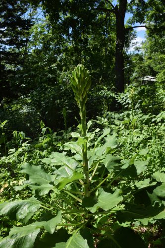 オオウバユリ蕾 (2)r