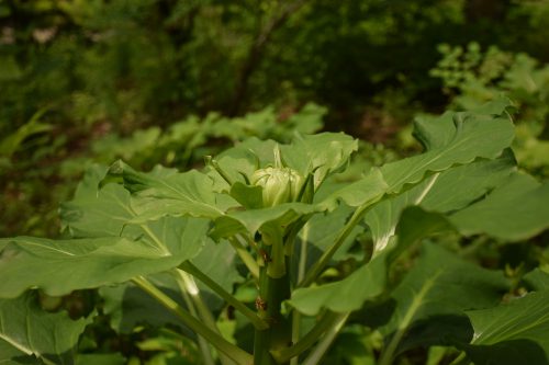 オオウバユリ (2)r