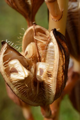 オオウバユリ (3)r