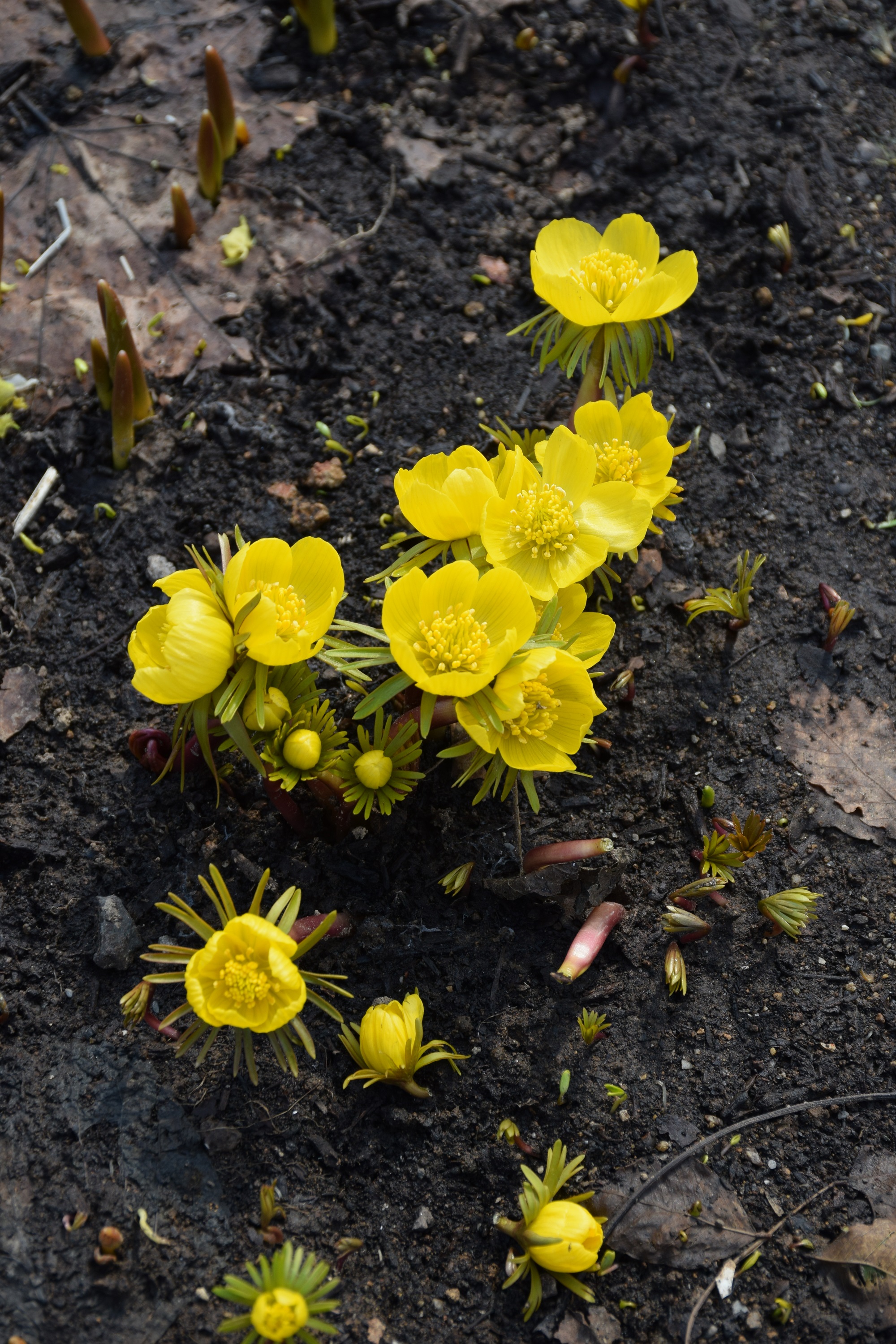 大雪 森のガーデン 北海道上川町 季節で多様に変貌する高原の庭 旬の道産食材を味わえるレストラン