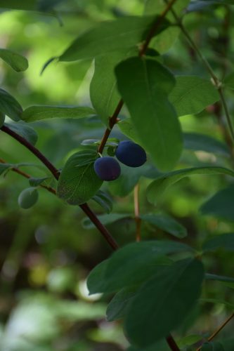 クロミノウグイスカグラ(ハスカップ）実r