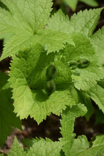 シラネアオイ実r