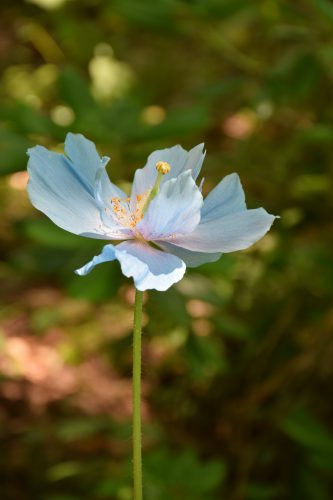 メコノプシス・グランディス (6)r