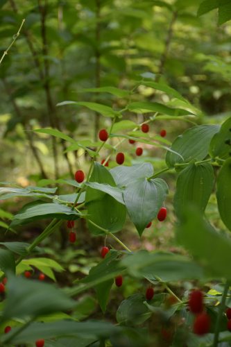 オオバタケシマラン実r