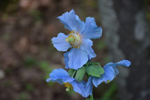 メコノプシス・ベトニキフォリア (4)r