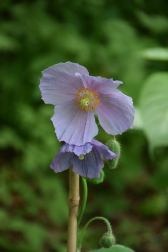 メコノプシス・ベトニキフォリア (2)r