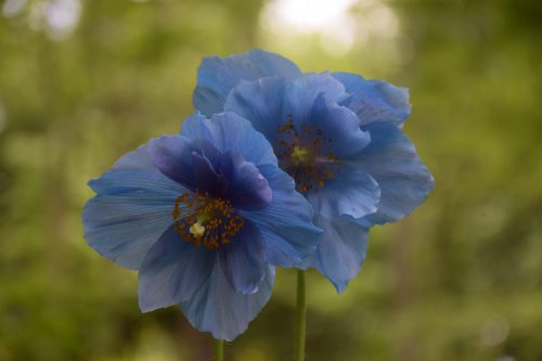 メコノプシス・グランディスr