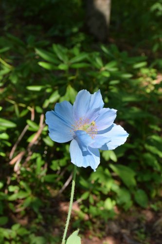 メコノプシス・グランディス (5)r