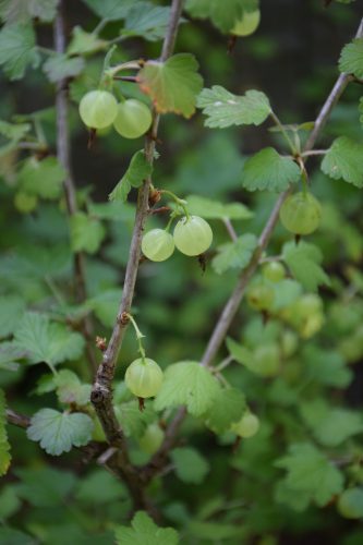 グーズベリー実r