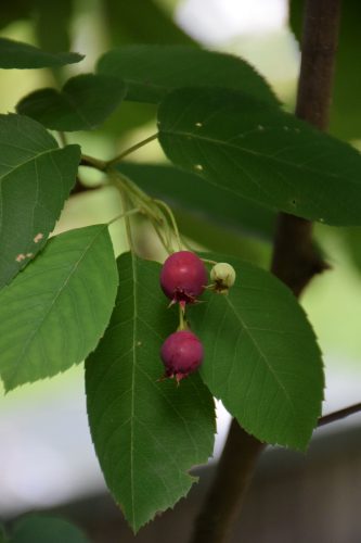 ジューンベリー実r