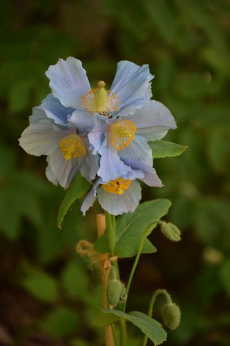 メコノプシス・ベトニキフォリア (8)r